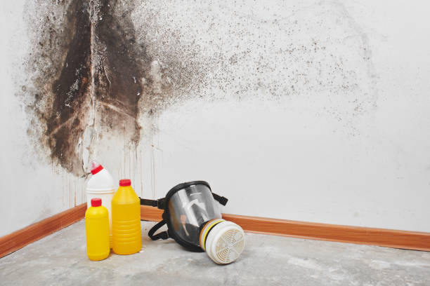 Best Emergency Mold Remediation in Faribault, MN