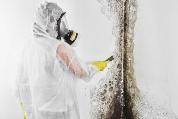 Best Mold Remediation for Specific Building Types in Faribault, MN