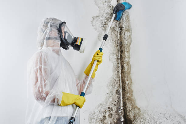 Professional Mold Remediation in Faribault, MN