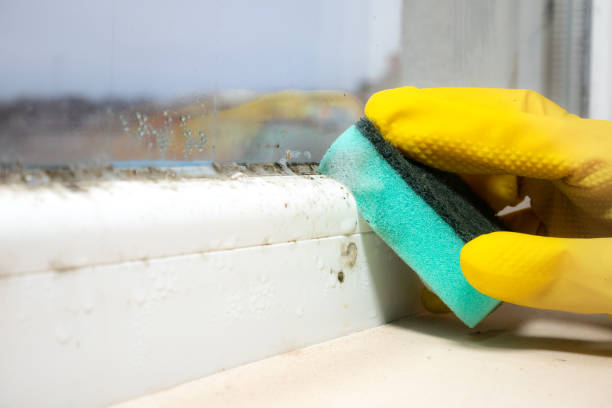 Best DIY Mold Remediation Support Services in Faribault, MN