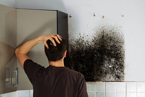 Best White Mold Remediation in Faribault, MN