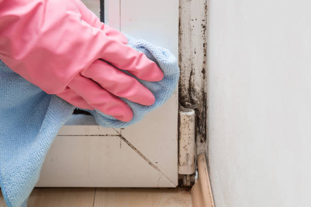Best HVAC Mold Remediation in Faribault, MN